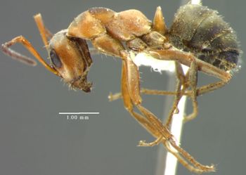 Media type: image; Entomology 34624   Aspect: habitus lateral view